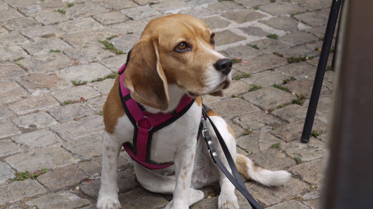 ECoD_network's tweet photo. Dogs have always played a unique role in politics
In @stadtwien the European Capital of Democracy 2024/25, there are 57,901 registered dogs.
In celebration of #𝗗𝗼𝗴𝘀𝗶𝗻𝗣𝗼𝗹𝗶𝘁𝗶𝗰𝘀𝗗𝗮𝘆, we’re sharing some furry friends who brighten up our offices at @IPI_Network & #ECoD https://t.co/xWSPxPYODD