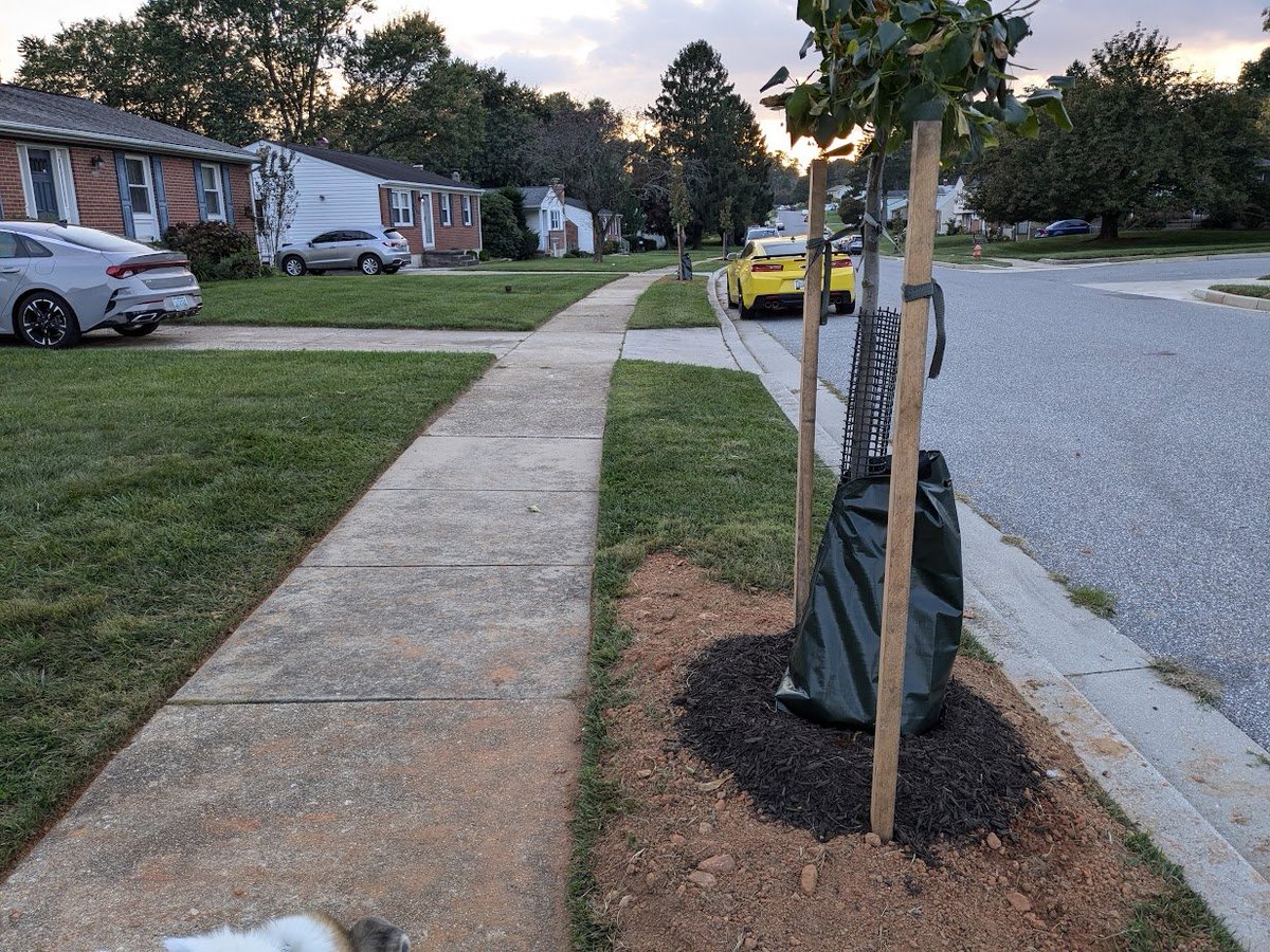 DocTsuga's tweet photo. New street trees arrived in our neighborhood last week! This is such a nice improvement to our neighborhood and our street in particular. Can't wait to walk in their shade in a decade.
Our house was not planned for a tree but we've requested one. https://t.co/15N1bpbEYc