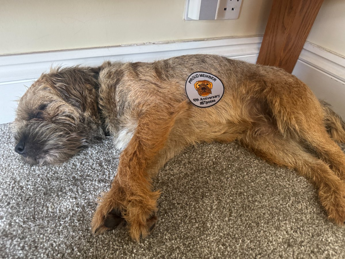 BillyTheBorder's tweet image. #BTposse 
Why lookie here. Ah was accepted into the posse and Hoodad bought ma first badge. I'm #soexcited
Hoodad says the stitches can come out in a few days!
(Ah don't fink he's funny!)
 @claptonterrier @RohanTheBT