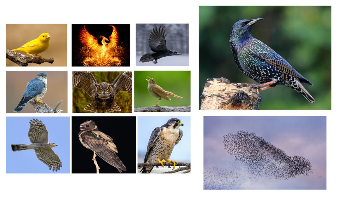 Prof Dimitra Fimi (@dr_dimitra_fimi) on Twitter photo Our 10th cohort of <a href="/UofGFantasy/">UofG Fantasy</a> MLitt students have chosen a bird name! Following:
2015-16 Canaries
2016-17 Phoenixes
2017-18 Ravens
2018-19 Merlins
2019-20 Owls
2020-21 Nightingales
2021-22 Sparrowhawks
2022-23 Nightjars
2023-24 Peregrines
We give you...
2024-25 the Starlings! Our 10th cohort of <a href="/UofGFantasy/">UofG Fantasy</a> MLitt students have chosen a bird name! Following:
2015-16 Canaries
2016-17 Phoenixes
2017-18 Ravens
2018-19 Merlins
2019-20 Owls
2020-21 Nightingales
2021-22 Sparrowhawks
2022-23 Nightjars
2023-24 Peregrines
We give you...
2024-25 the Starlings!