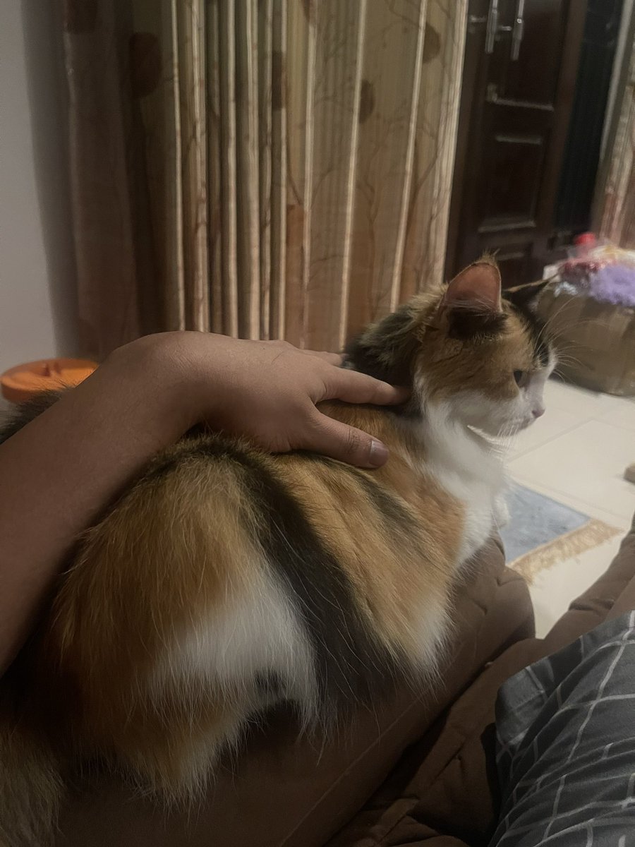 Arm rest bahan bulu premium, bisa disewakan ka tf ke norek mislodon, selain itu skem😇