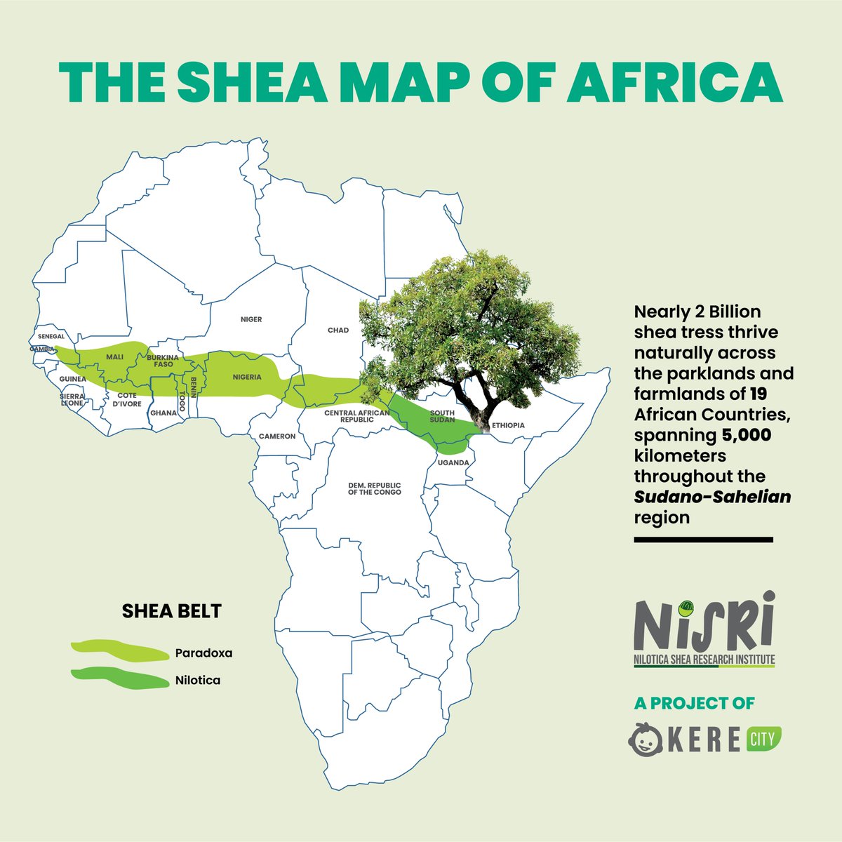 OjokOkello_'s tweet image. Over 2bn Shea trees thrive along 5,000 km across the Sudano-Sahelian region of Africa, supporting the livelihoods of 100m+ women. How glad to contribute to the conservation and value chain development of this rare and precious gift of nature. #OkereSheaButter