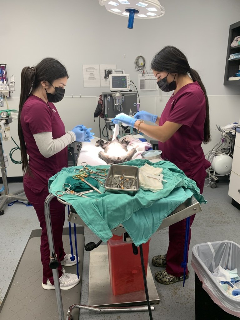 Wow! Our vet students have the privilege to work at actual vet clinics and other sites in order to continue learning their skills from true hands on experience. Practicum students get a once in a lifetime chance to learn from those who's experience often eclipses their age.