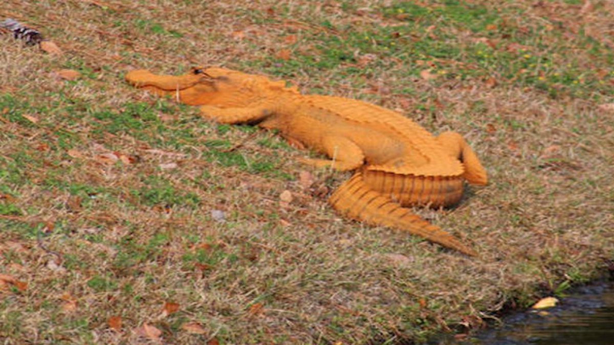 GatorsDaily's tweet image. ITS ALMOST CROCTOBER