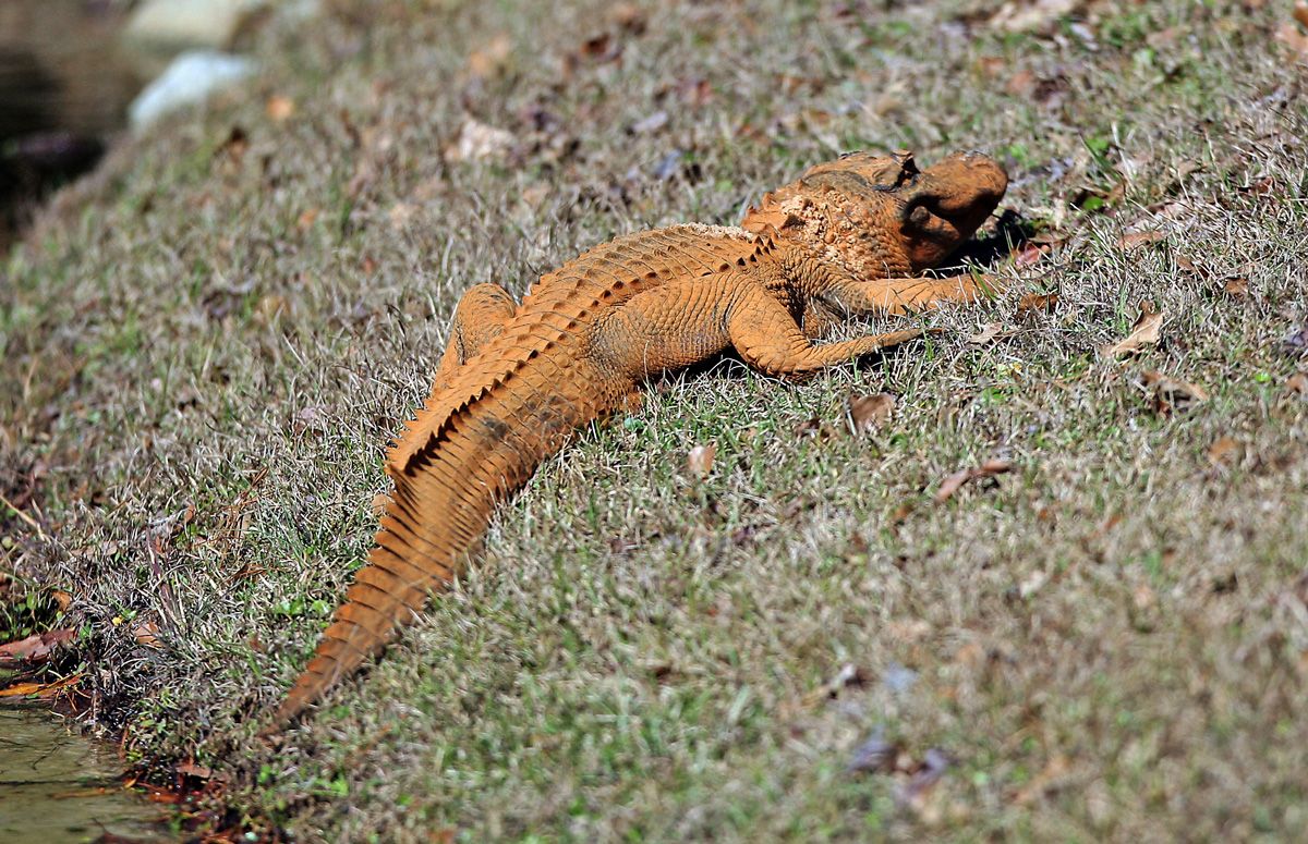 GatorsDaily's tweet image. ITS ALMOST CROCTOBER