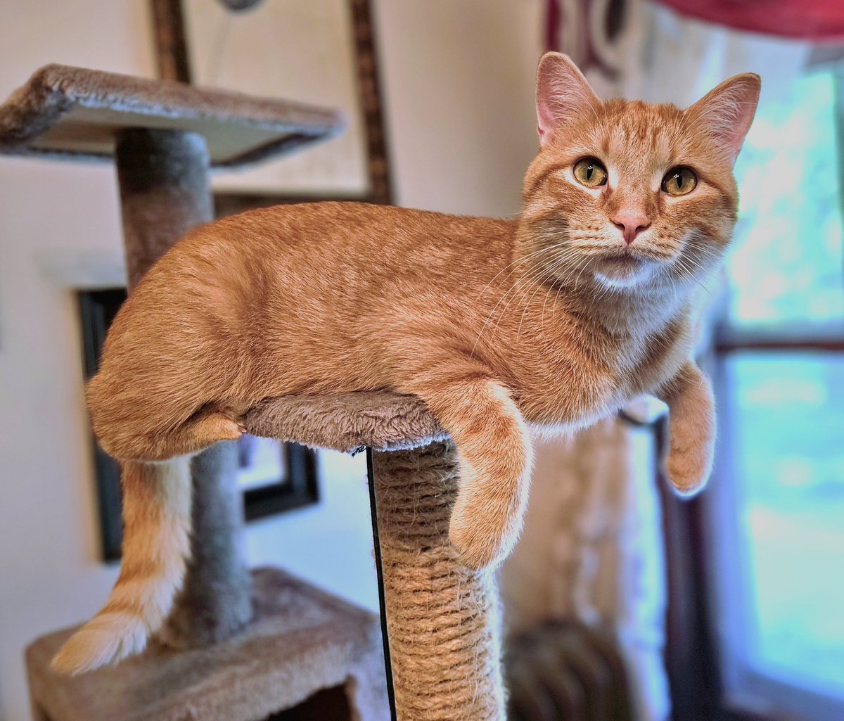 b_varro's tweet photo. I'm asking for help for a couple kitties. One has FIP, and the other has diabetes and needs an assessment for a potential heart issue. Can you pitch in a little to help Onyx and Lou? Pic of my FP survivor,  Rumple, for tax. 

https://t.co/w6dHIeItKn

https://t.co/OrGpHMBdLj https://t.co/lfbKONUPgf