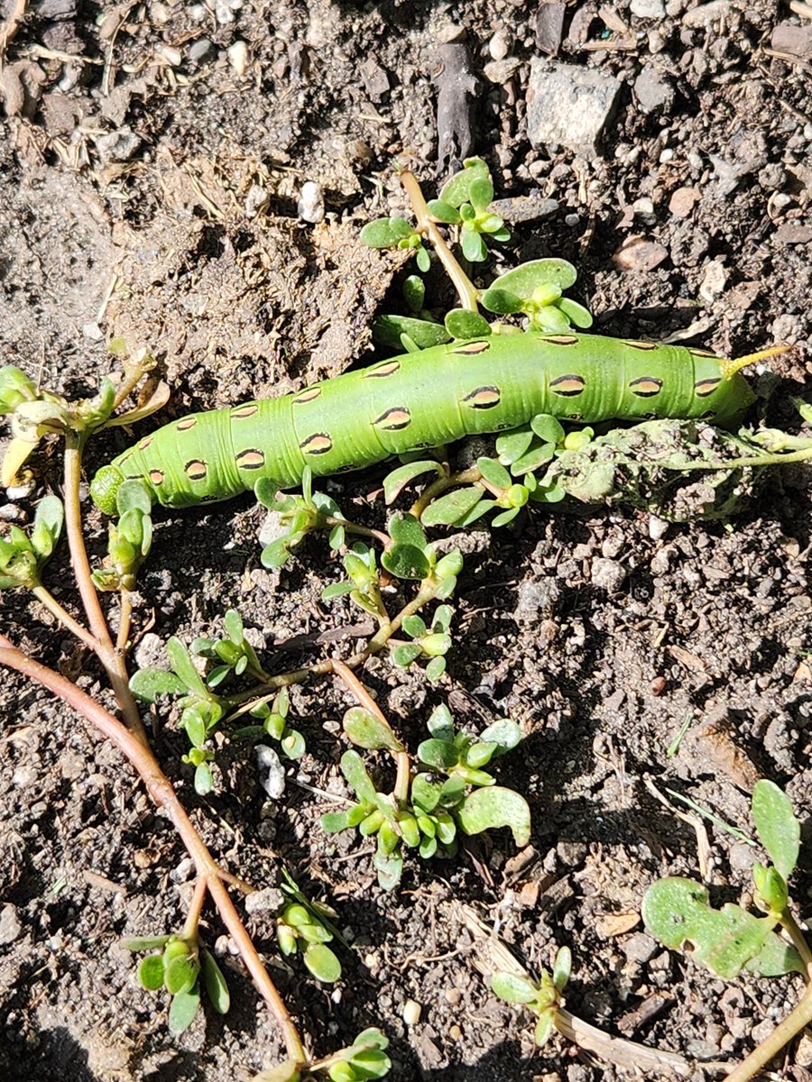 I found a second brood white-lined sphinx moth caterpillar feeding on purslane in my garden.  In MN, this species overwinters as a pupae. 

Unfortunately, I have either too few caterpillars or too much purslane.