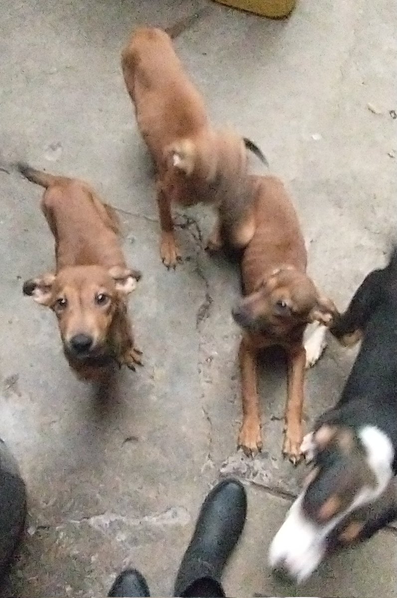 🆘Amigos🆘 de verdad estoy desesperada no tengo escobas ni jergas urge desparacitar y vacunar a la manada casi 50 pequeños no he podido mandar a estética a Rufo las cachorras ya están bastante grandes y no hubo hogares para ellas no pude subir foto reciente 😰 NO HAY ALIMENTO🆘🆘