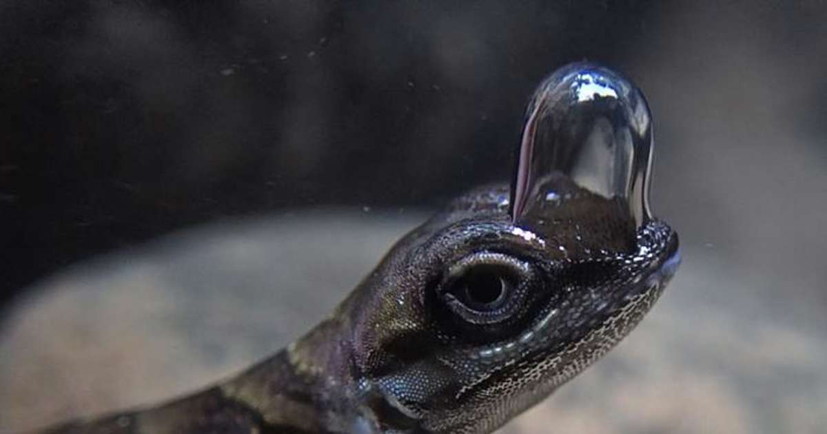 sinnombrepv's tweet photo. El sorprendente truco de este lagarto "buceador" para respirar bajo el agua https://t.co/Oxtc49ztqi https://t.co/yJ0sI6jIMH