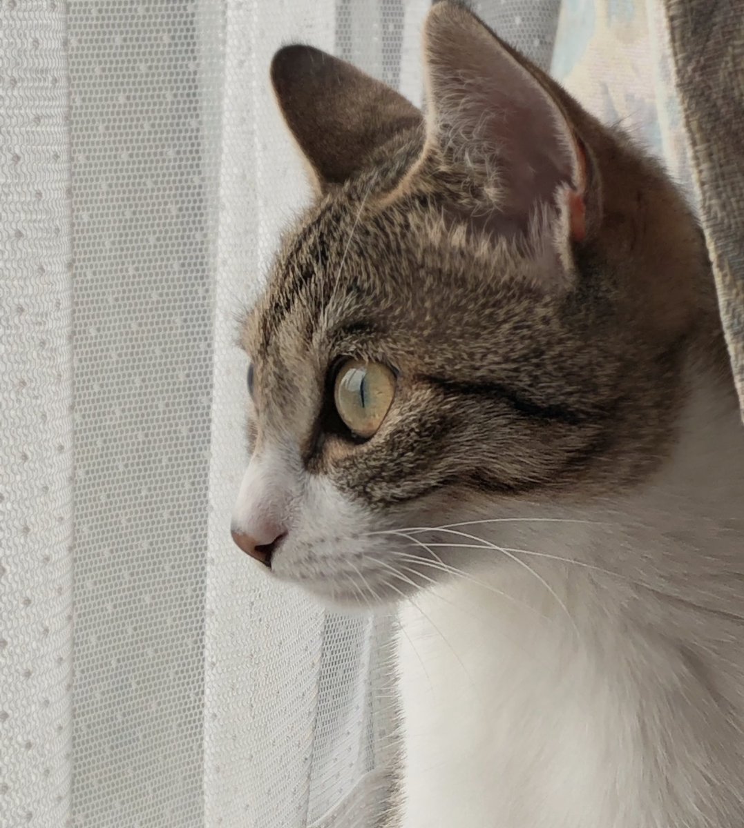 ねこにゃん tweet media