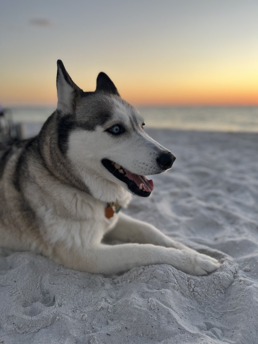 AmyIvan1's tweet photo. Salt Dog Life https://t.co/Ie7JXjPk2v