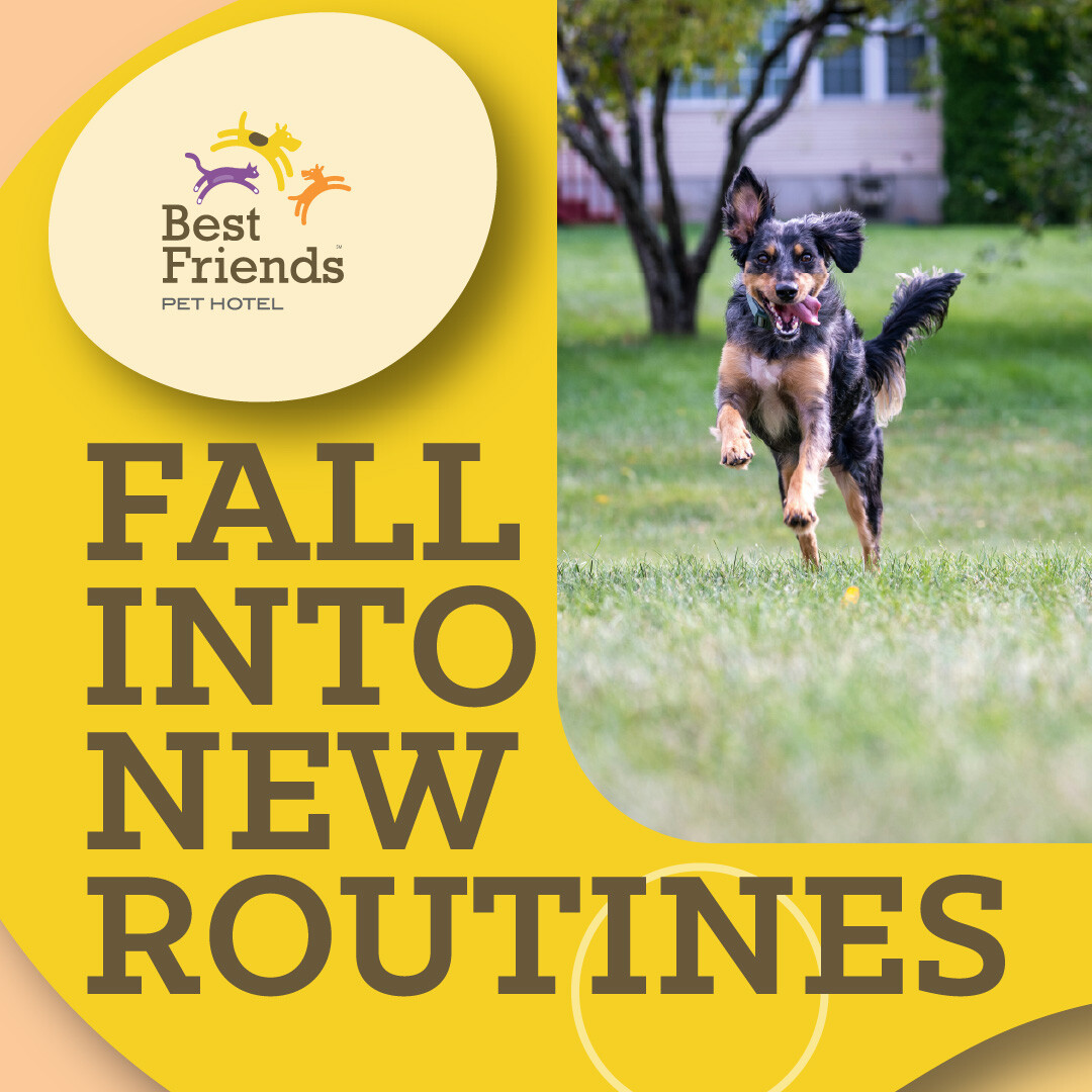 bestfriendspc's tweet image. 🍂🐾 THEME OF THE MONTH: Prepping Your Pets for the Fall Season 🍂🐶
By creating a predictable routine, you'll help your pup transition smoothly into the fall season. 🍂🐾 #FallPetPrep #DogRoutine #PetWellness