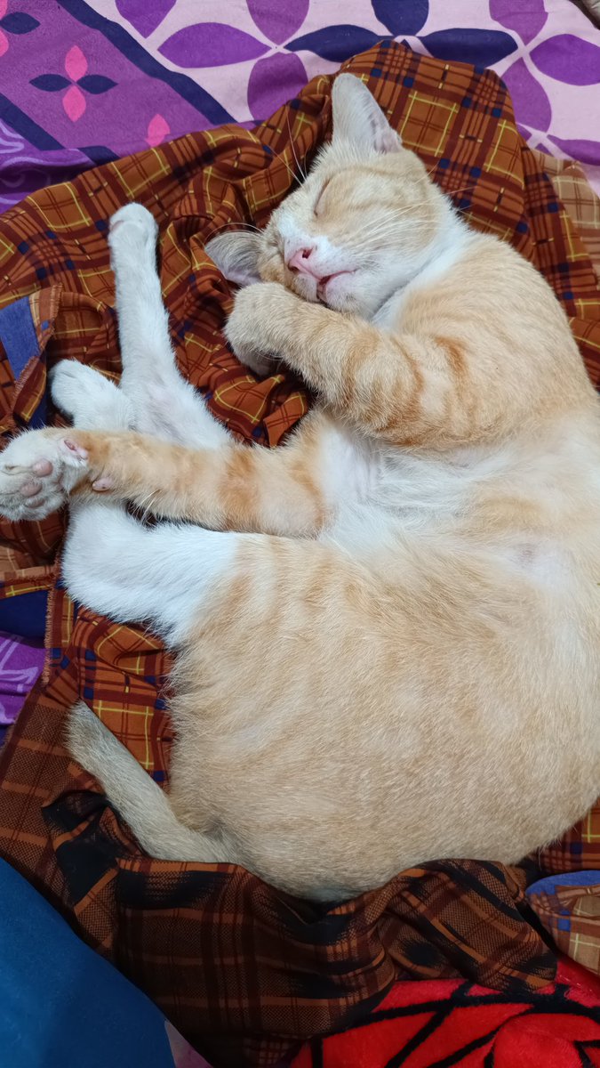 kacang ijo tweet media