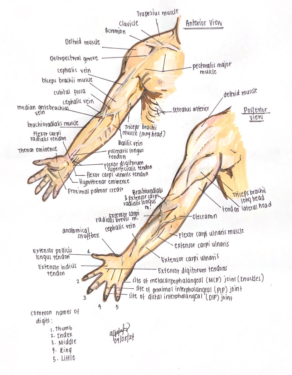 daestheticx_'s tweet photo. i have 2 exams for anatomy tomorrow, 1 long exam and 1 long practical exam (study progress: 37%) sharing some of the sketches i submitted for my lab worksheets on the upper extremities. https://t.co/ZYhIxegZEg
