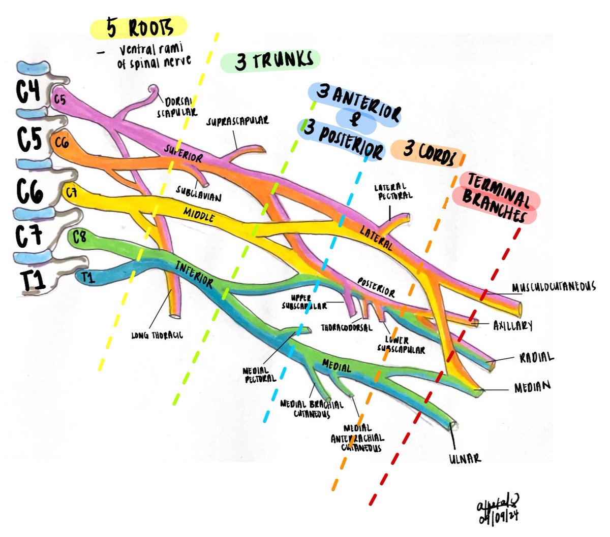 i have 2 exams for anatomy tomorrow, 1 long exam and 1 long practical exam (study progress: 37%) sharing some of the sketches i submitted for my lab worksheets on the upper extremities.