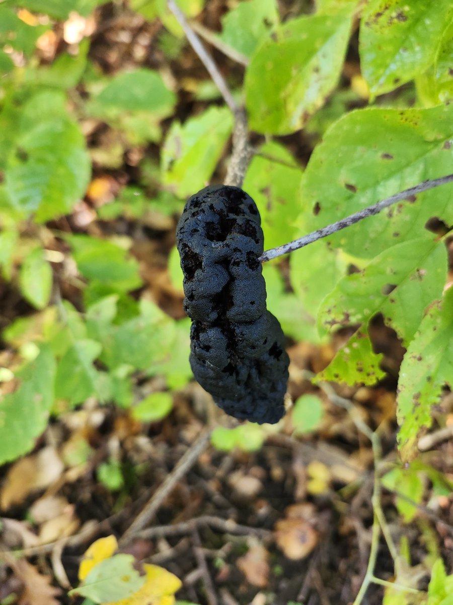 NathanS76447418's tweet image. On a walk near the #HoriconMarsh this morning.  Not exactly sure what this black substance is growing on this sapling.  Seems like a #fungus . Any #arborist know of this.?