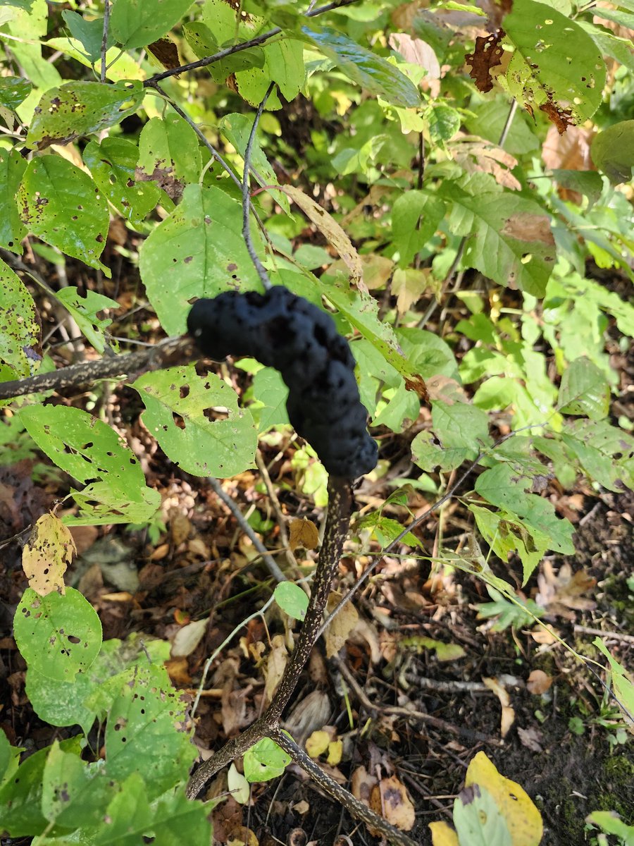 NathanS76447418's tweet image. On a walk near the #HoriconMarsh this morning.  Not exactly sure what this black substance is growing on this sapling.  Seems like a #fungus . Any #arborist know of this.?