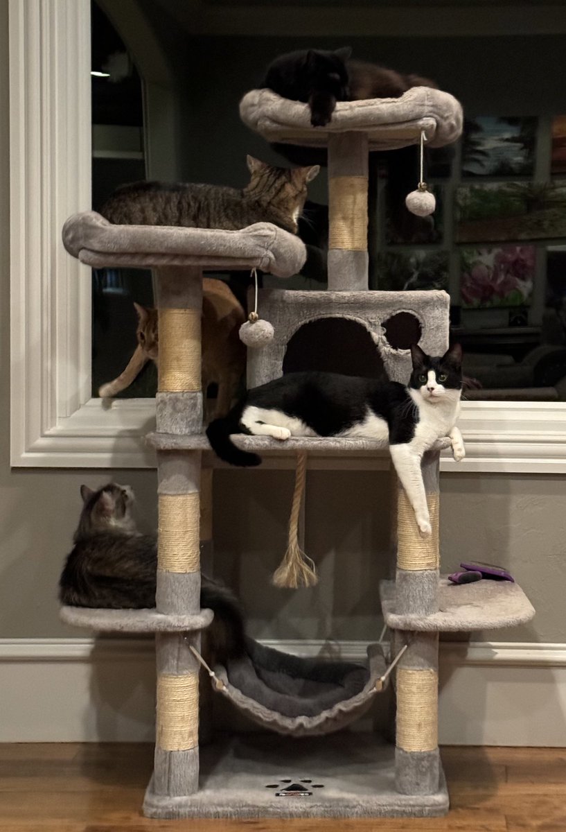 Almost a family photo! I sure do love this crew that took me in! #CatsOfTwitter