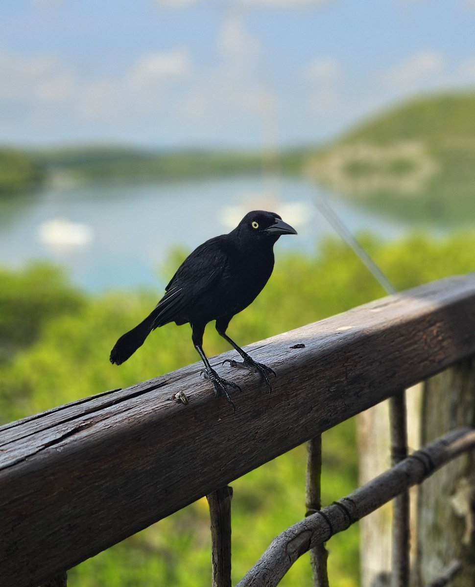 Spolvilla's tweet photo. A few days in Antigua...loving the birds! 1st breakfast.. lots of Carib Grackles and a flypast by a Frigate. Pics with @OriginalQwerty https://t.co/z83g5ZciuN