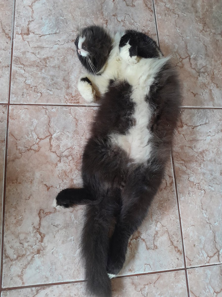 alistakarla's tweet photo. @kochengfs Penguasa rumah https://t.co/fFTIlNhn0A