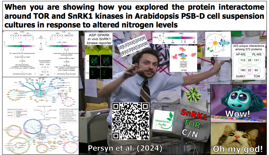 Amazing work🤯 by Persyn et al. (2024) on the #nitrogen-specific #interactome of #SnRK1 and #PlantTOR in #Arabidopsis by AP-MS and PL-MS, showing that some novel N-specific SnRK1 interactors (e.g. IRE1A and RAB18) are involved in #autophagy induction at the #EndoplasmicReticulum.