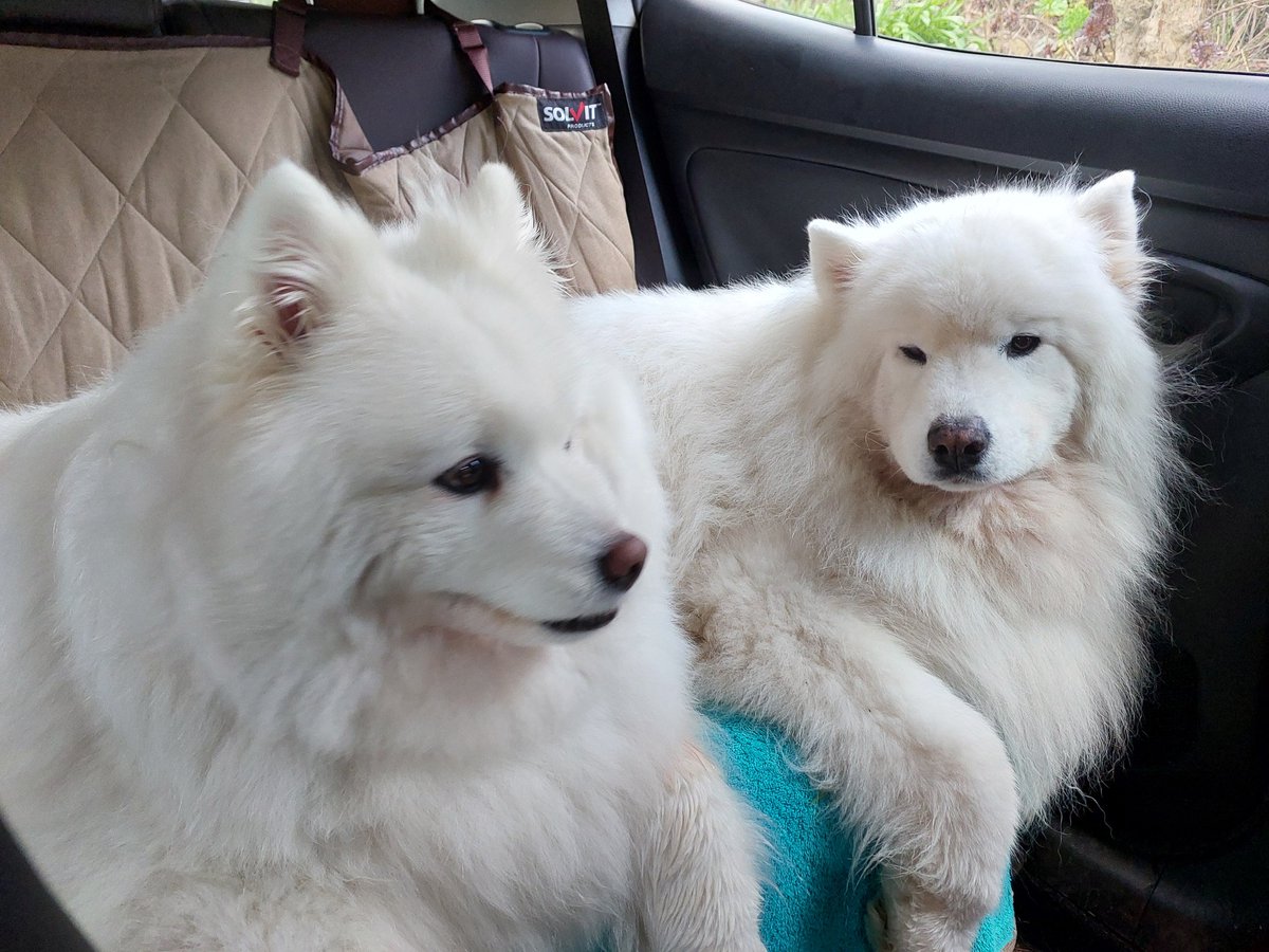 debramcnaughton's tweet photo. @bronte__lee Sort of like fatty Anouk hogging most of the car seat. Mawson is not impressed. https://t.co/DYWO6G0hDL