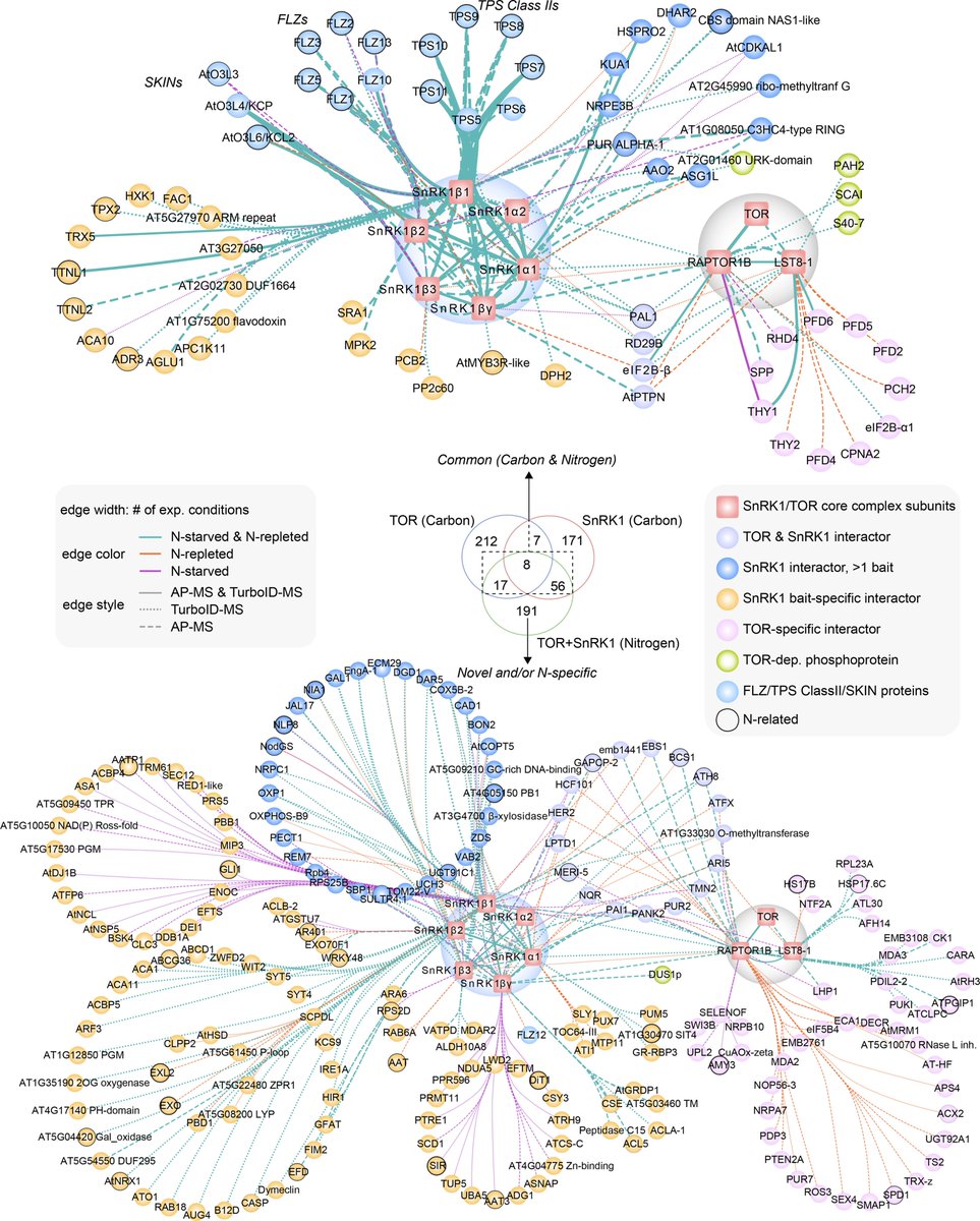 tk_ozawa's tweet photo. Amazing work🤯 by Persyn et al. (2024) on the #nitrogen-specific #interactome of #SnRK1 and #PlantTOR in #Arabidopsis by AP-MS and PL-MS, showing that some novel N-specific SnRK1 interactors (e.g. IRE1A and RAB18) are involved in #autophagy induction at the #EndoplasmicReticulum. https://t.co/lJvarW6f3E