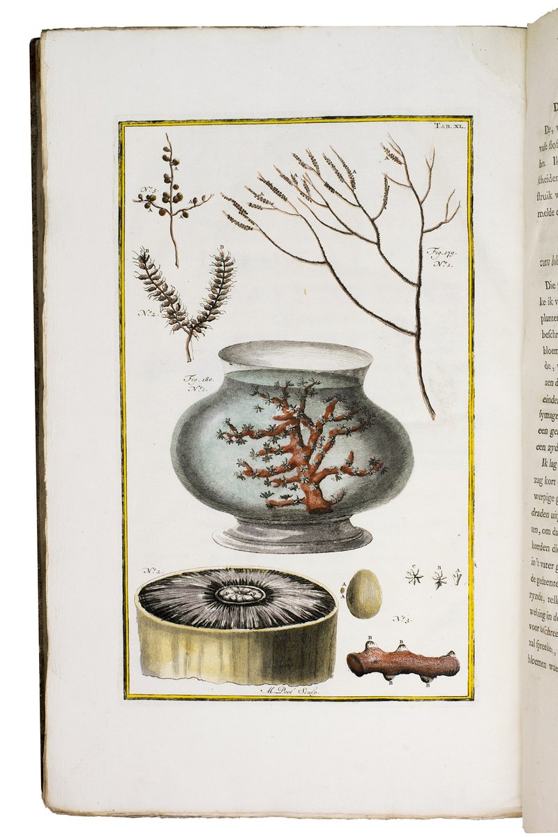 ForumRareBooks's tweet photo. Busy furnishing booth for #virtualbookfair on occasion of 75th anniversary of @ABAA49 (September 25-27).
One highlight will be #firstedition (1784) of Dutch translation of Marsigli's beautifully illustrated description of plants and corals of the sea.
#rarebooks #bookfair https://t.co/EwJ7vTwbIA