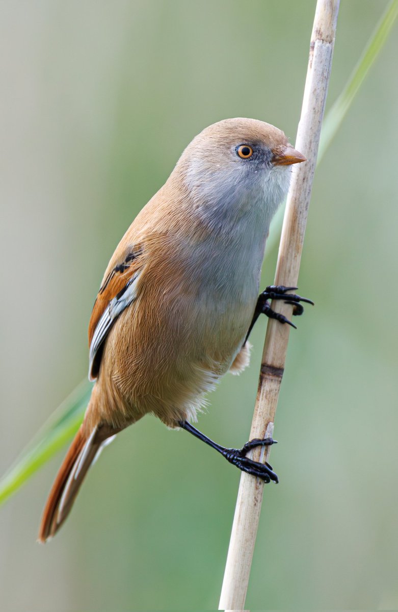 sean mulqueen (@carper18) on Twitter photo 