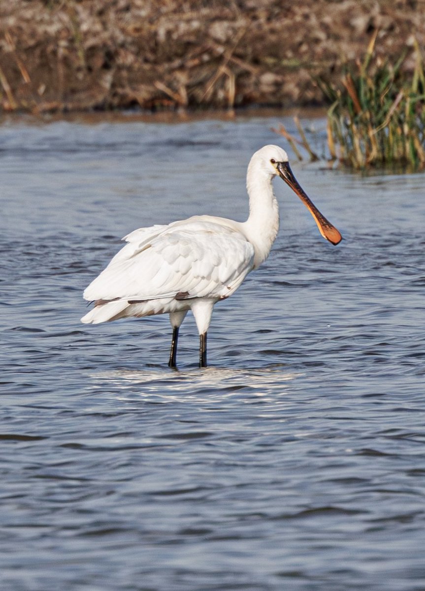 sean mulqueen (@carper18) on Twitter photo 