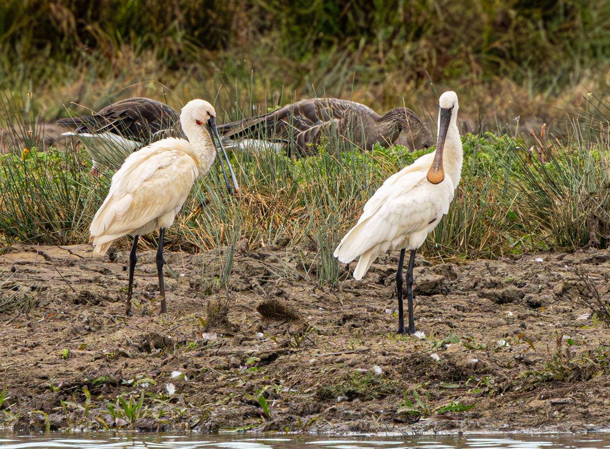 sean mulqueen (@carper18) on Twitter photo 