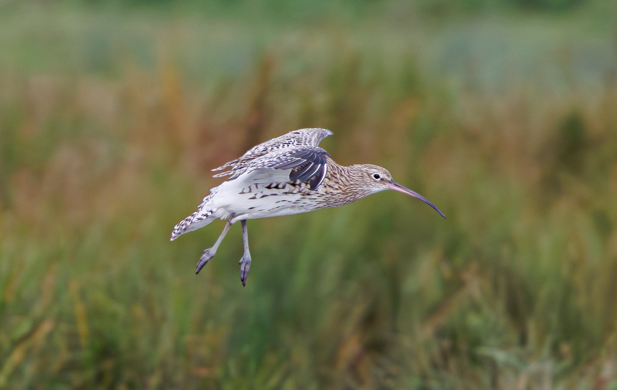 sean mulqueen (@carper18) on Twitter photo 