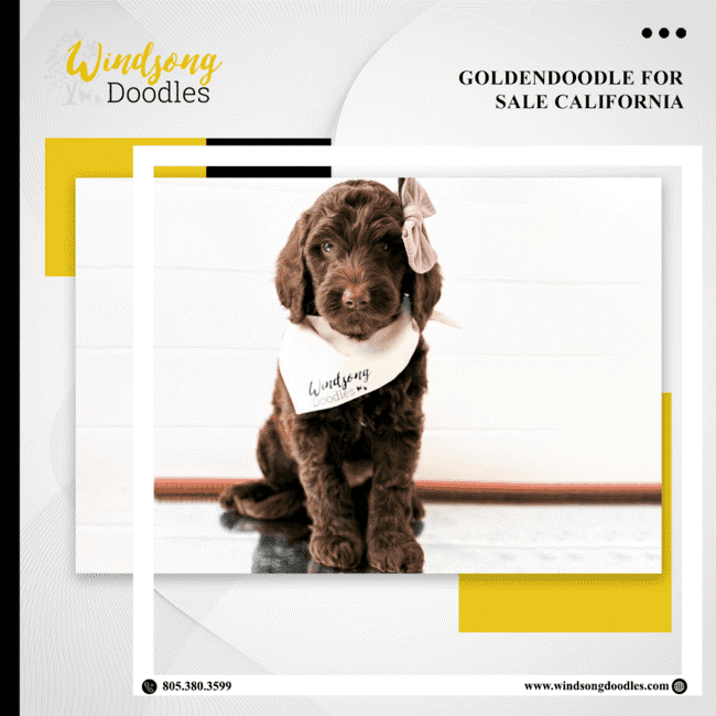labradoodlemoon's tweet image. Welcome to the world of Goldendoodles! Explore our adorable pups for sale in California. With their playful personalities and irresistible charm, they're sure to steal your heart.

bit.ly/3QIHsFD 

#WindsongDoodles #TrainedGoldendoodle #CaliforniaPets #DogTraining
