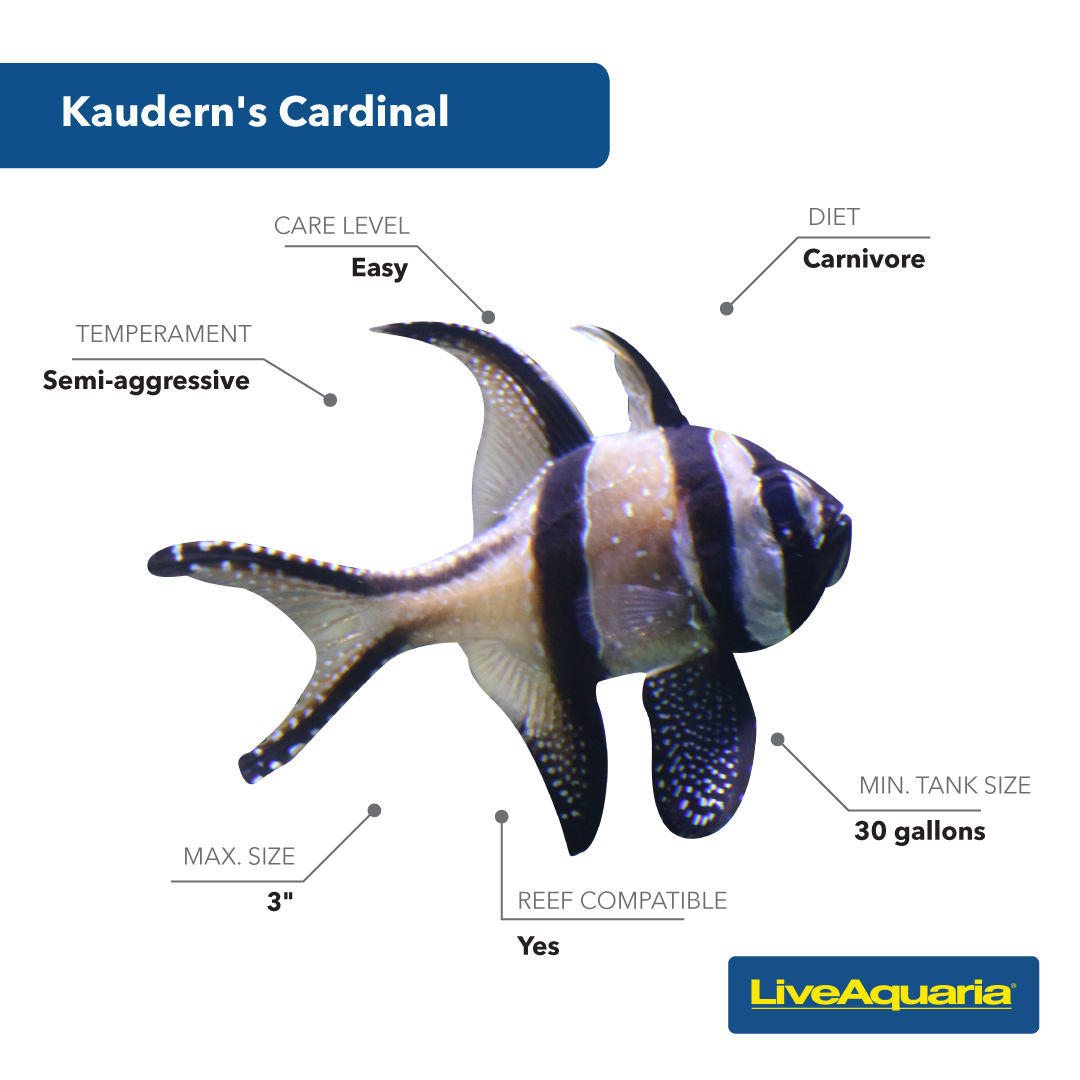 LiveAquaria's tweet photo. Does this fish look familiar? The Kaudern’s Cardinal is the featured specimen from a recent Fish Detective post. The dramatic color pattern helps it stand out from others. Tell us: did you guess correctly?
https://t.co/Ek9WRhDVic
#kaudernscardinal #cardinalfish #marinefish https://t.co/PkC1YbFlnr