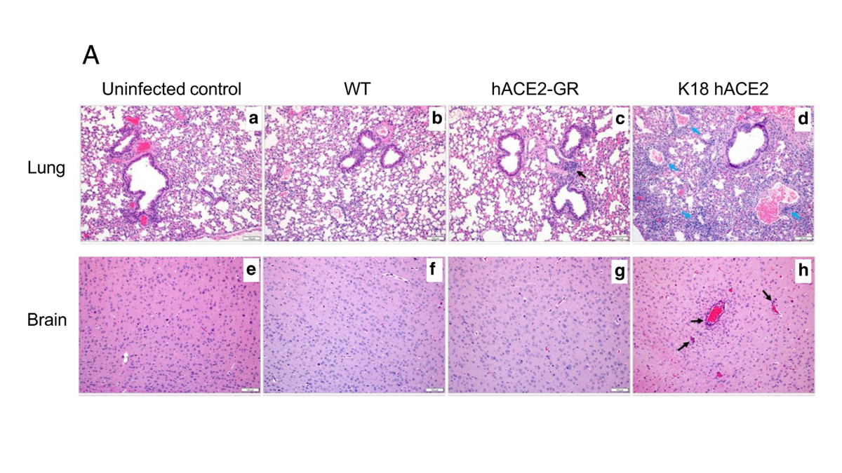 J_Immunol's tweet photo. #NewInIH A new ACE2 gene replacement model is developed and used to evaluate #SARSCoV2 pathogenesis. #ReadIH #immunology

Check out how this model compares to others here: https://t.co/NdHbuQ0ZNB https://t.co/OlhSzExtGz