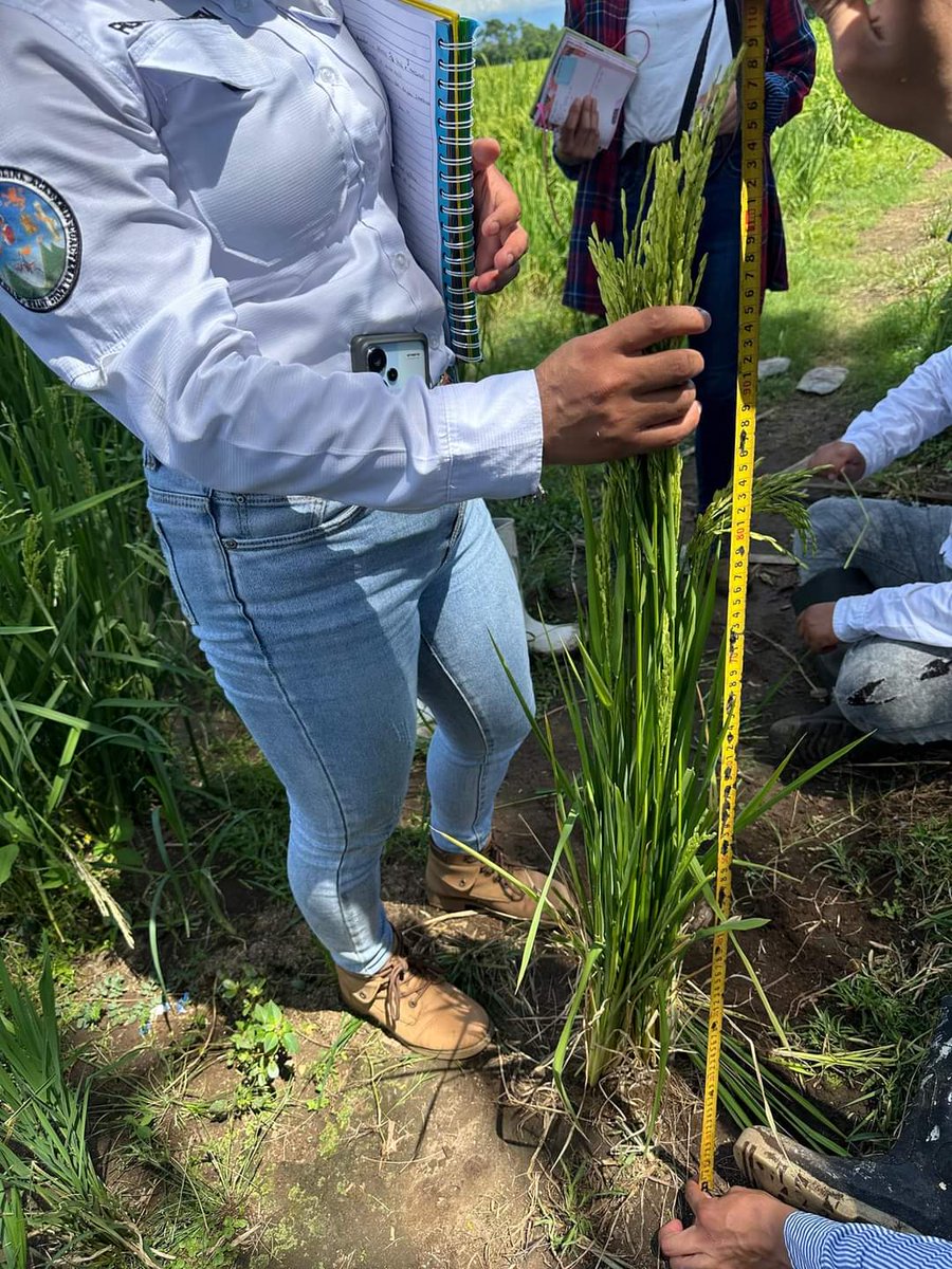 AgroCusam's tweet photo. Estudiantes del 8vo ciclo de Agronomía del CUSAM, en una gira en la Finca El Zapote, Malacatán, San Marcos, para trabajar en la elaboración de descriptores del cultivo de arroz, con el apoyo del productor Ronal Barrios. Se estudiaron las variedades Azarroz, Nayoribd y Erga 2424 https://t.co/xjuVKbVO3q