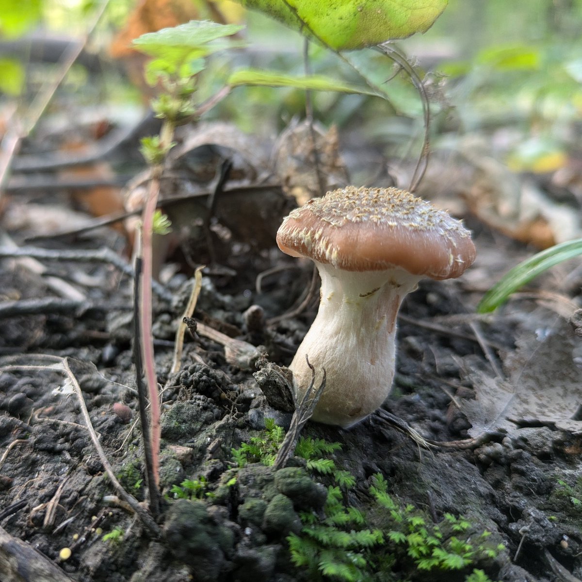 Another beauty, found on a walk over the weekend... #MushroomMonday #fungi