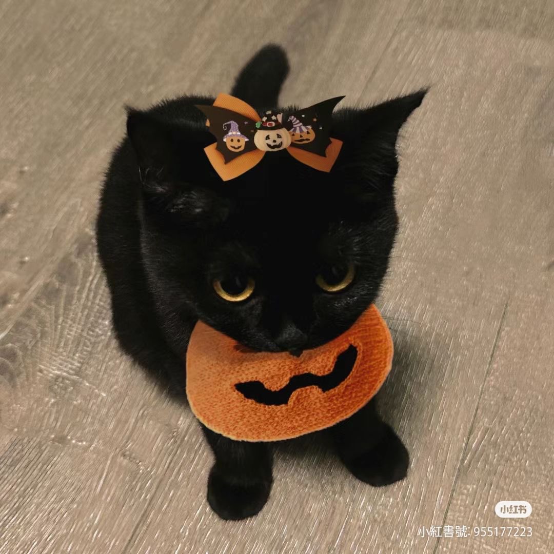 Black cats are not bad luck (@visualscat) on Twitter photo 