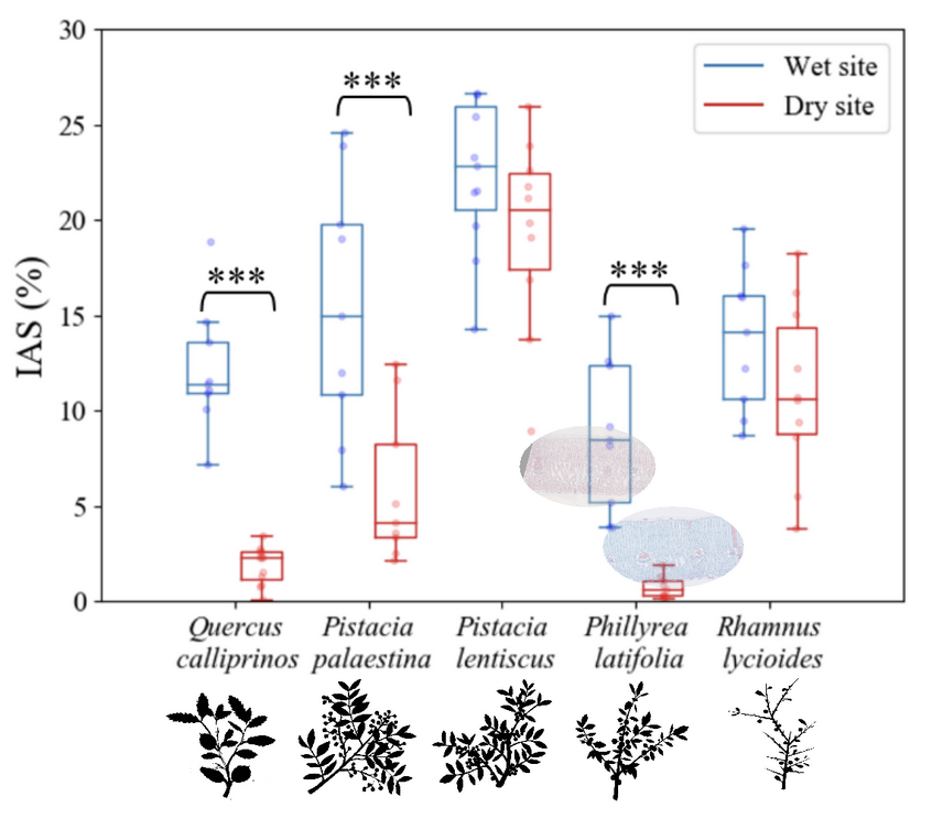 Growing at the arid edge:  Anatomical variations in leaves are more extensive than in stems of 5  Mediterranean species across contrasting moisture regimes

New #AJB research by Asaf Alon, Neta Ginzburg et al.
doi.org/10.1002/ajb2.1… #botany #climatechange #drought <a href="/wileyplantsci/">Wiley Plant Science</a>