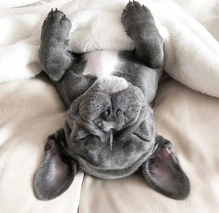 Frenchie bulldog tweet media