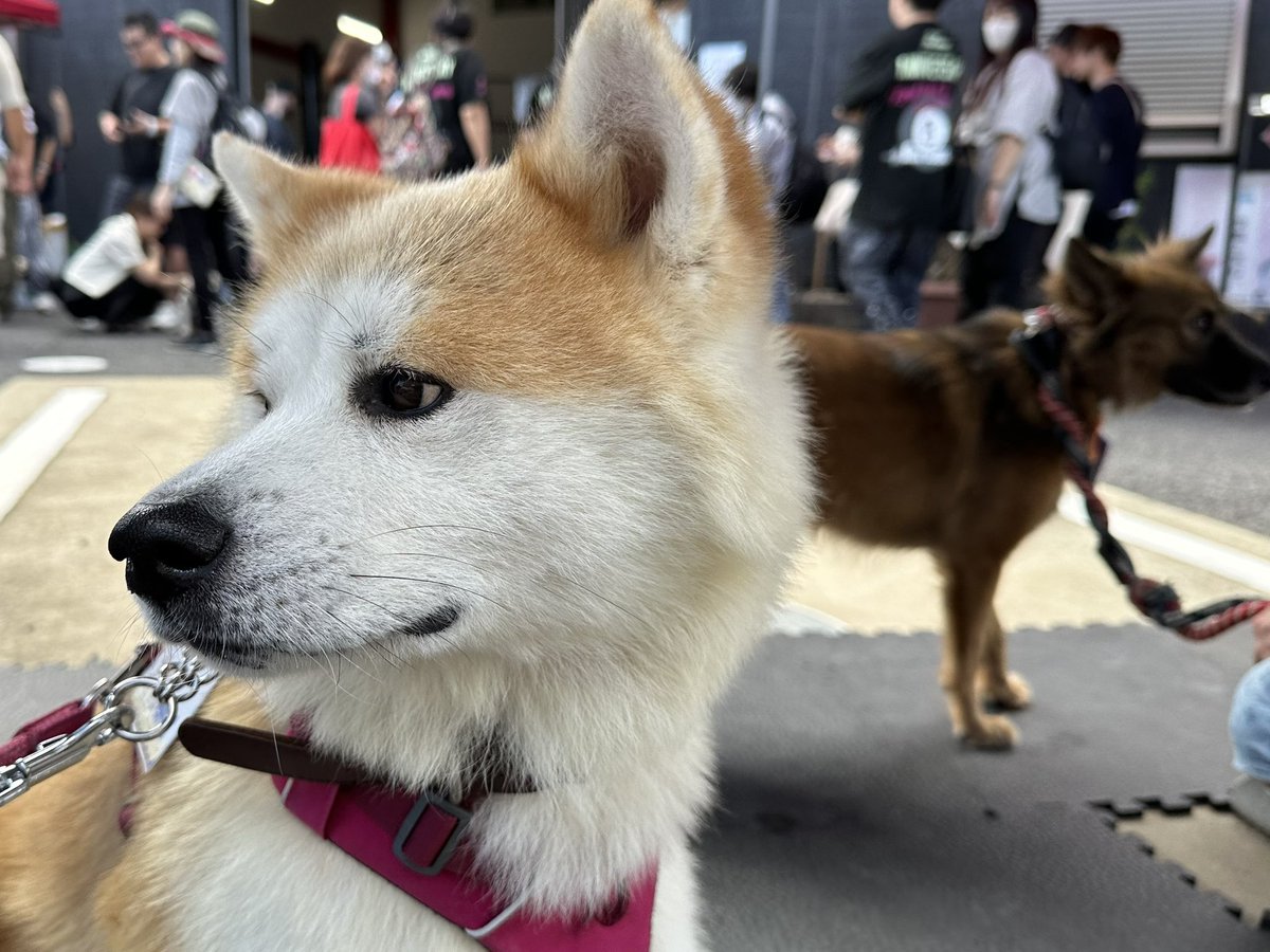 Fuga210's tweet photo. モカママさんと一緒に譲渡会へ🐕
ランくんは会場に背を向けアピール営業全く出来ずにずっと外を見つめており…
寝てるし！お顔出ちゃってるし！😅って感じでしたがそれでもお声がけ頂いて😊お世話なった皆様に感謝です🙇
私のオススメはCAPINさんから参加の碧くん🐾メッチャタイプの可愛いコでした😍 https://t.co/LoP9oCAGZz