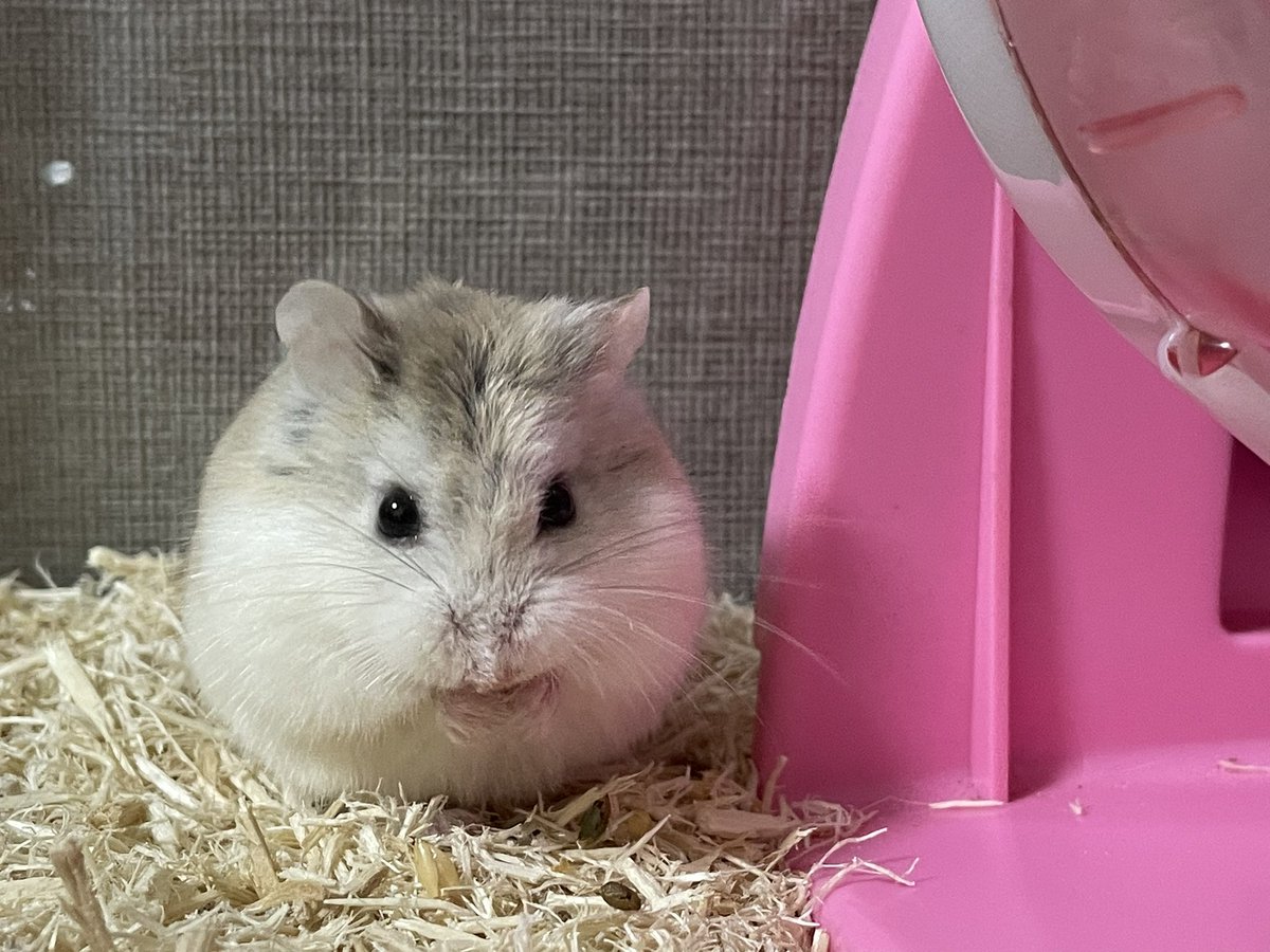 saepistudy's tweet photo. 新しい家族をお迎えしました✨ https://t.co/TT7l9u3Yks