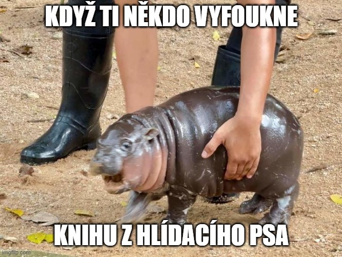 Občas jde všechno jako po másle, občas to chce hroší kůži. Moo Deng forever! 🦛💖