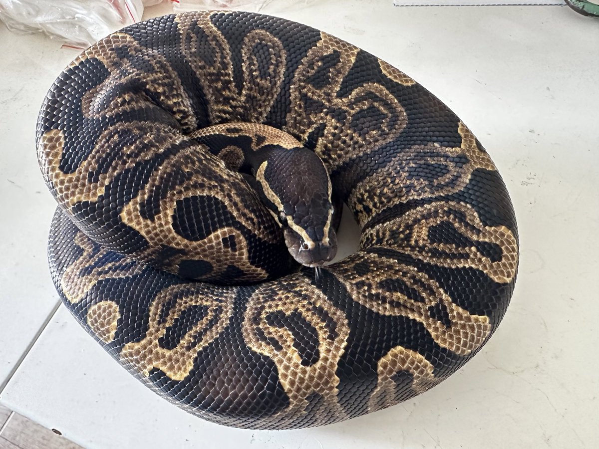 いきなり寒くなった
温度調整難しい😓

#爬虫類好きさんと繋がりたい