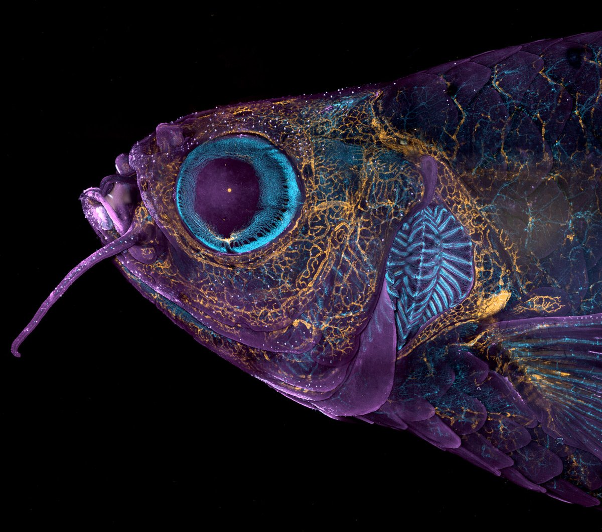 Marine Biological Laboratory (MBL) (@mblscience) on Twitter photo It's #MicroscopyMonday, so let's take a look into the 🔬 with this <a href="/NikonSmallWorld/">Nikon Small World</a> image of an adult transgenic zebrafish head. Blood vessels (blue), lymphatic vessels (yellow), and the skin and scales (magenta). 4x magnification
Credit: Daniel Castranova and Brant Weinstein It's #MicroscopyMonday, so let's take a look into the 🔬 with this <a href="/NikonSmallWorld/">Nikon Small World</a> image of an adult transgenic zebrafish head. Blood vessels (blue), lymphatic vessels (yellow), and the skin and scales (magenta). 4x magnification
Credit: Daniel Castranova and Brant Weinstein