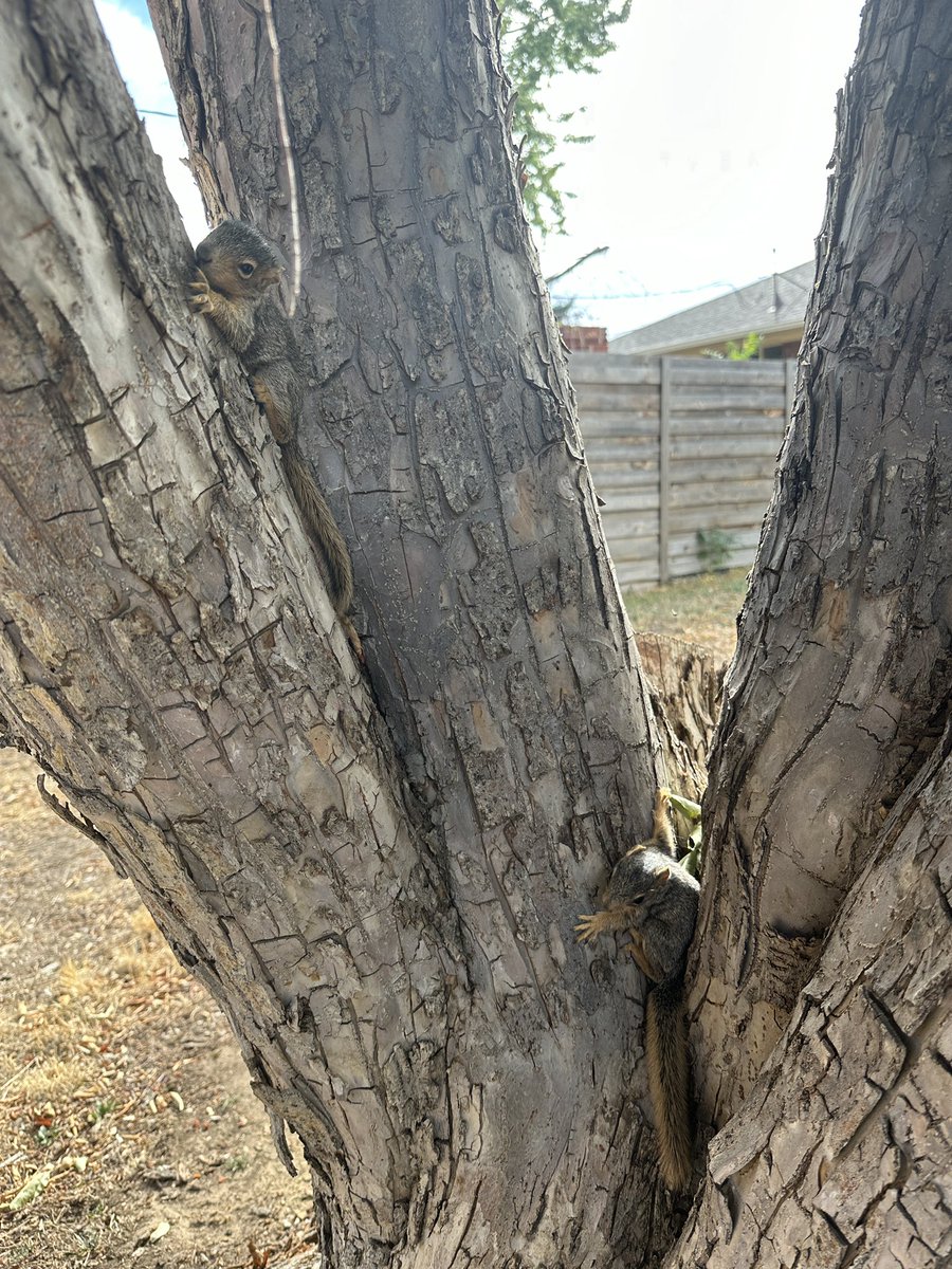 Wasn’t able to make it to lost lands due to saving two baby squirrels. Adandoned but rescued and now at a squirrel sanctuary in Greenwood.