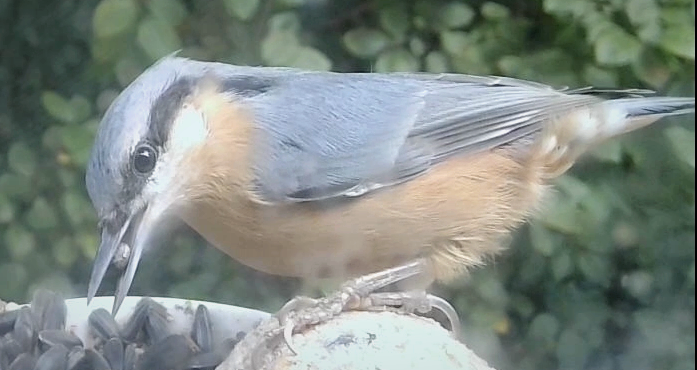 Ahh these cheeky little dudes are back in force now that it's autumn and the weather's cool. Love them.