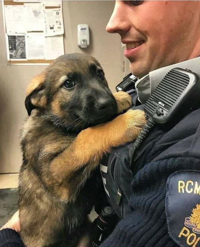 Tweets of Dogs tweet media