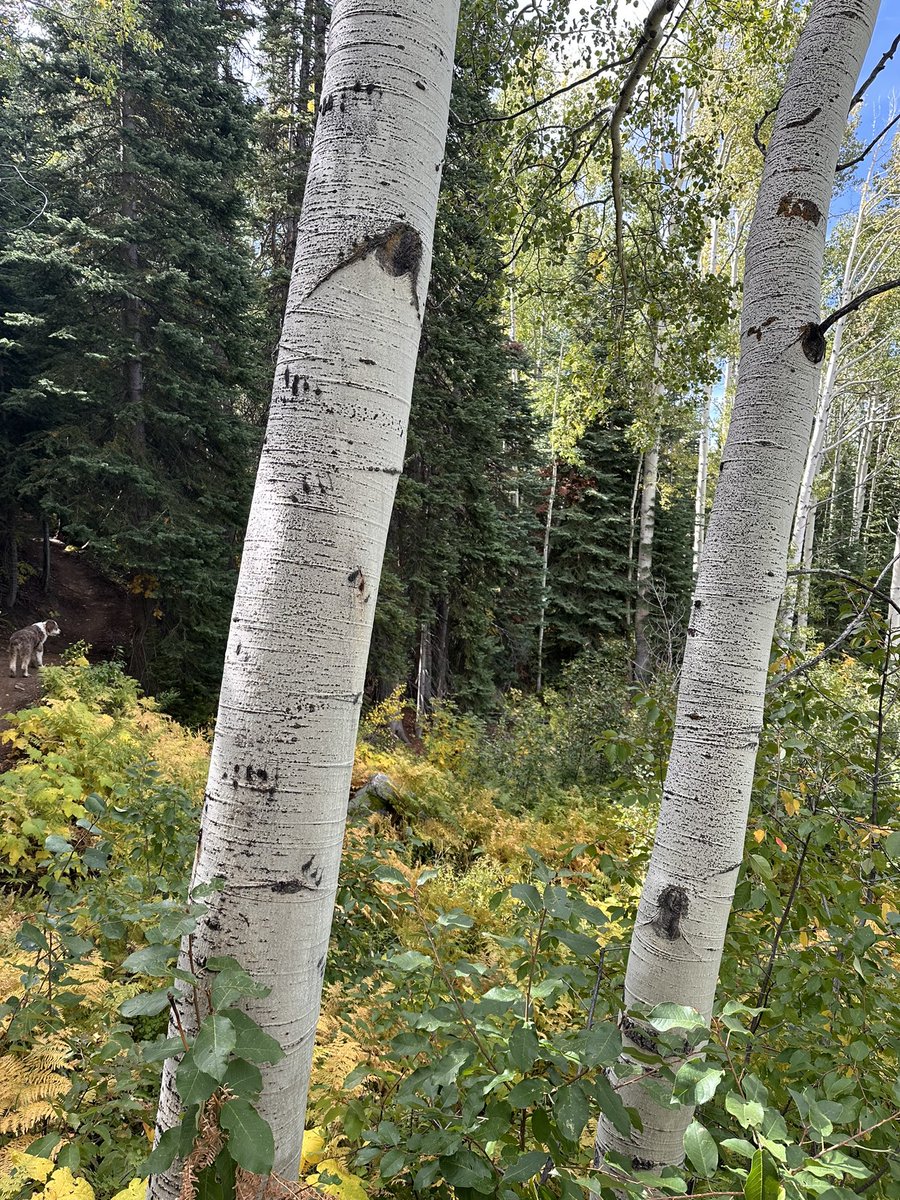 The easy diagnosis is two tree trunks. But is that the only diagnosis?