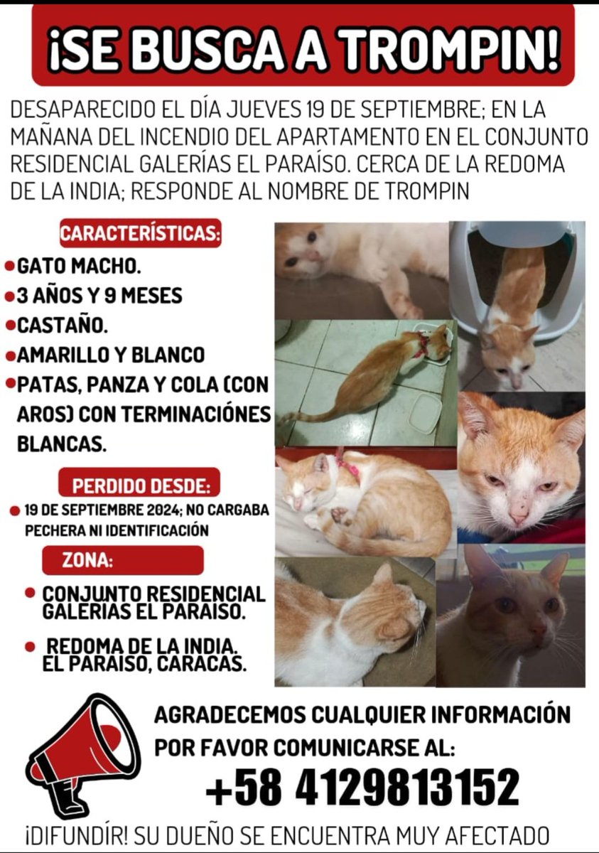 PerroUsuario's tweet photo. Se busca, El Paraíso Caracas RP @ntrejo70: Buenos días amigos por favor 🙏 ayúdenme a difundir, se perdió al huir de un incendio en Galerías Paraíso, redoma de La India, Caracas. Responde al nombre de Trompini. Su humano se encuentra desesperado por el michi😢 Gracias https://t.co/8KXhePIEIN